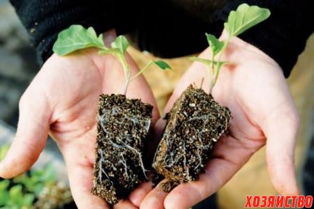 Рассаду капусты лучше выращивать в отдельных стаканчиках