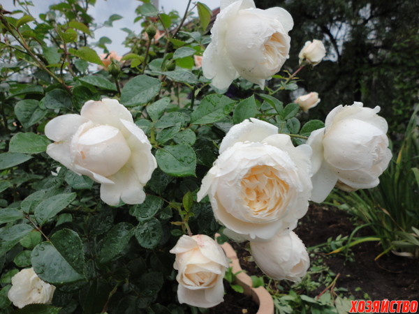 Розы под слоенками расцветают во всей красе.JPG