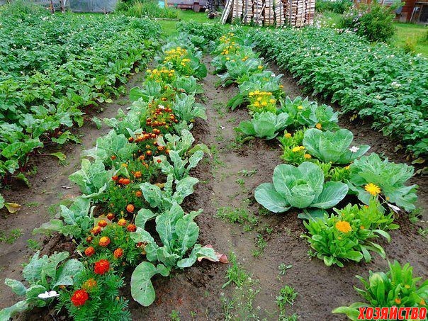 Овощи, которые стоит посадить рядом друг с другом..jpg