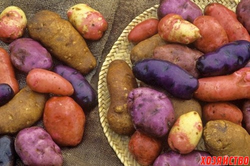 Сорта-картофеля.jpg