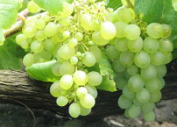 10 лучших ранних сортов винограда