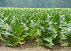 Выращивание табака – дело хлопотное, но интересное