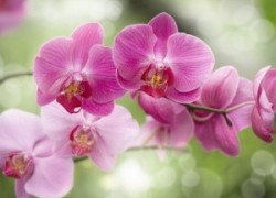 Орхидея увяла – что дальше?