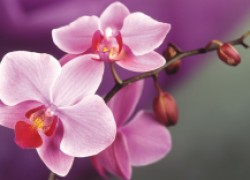 Пересаживаем орхидеи