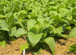 Выращиваем домашний табак