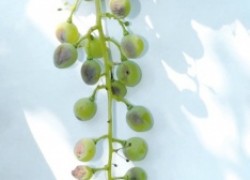 Распознаем болезни винограда по фото