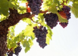 Где растет виноград, который не надо укрывать