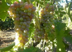 Укрытие винограда землей