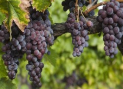 Простой уход за виноградной лозой