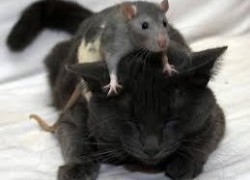 Можно ли кастрировать крысу