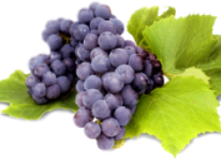 Как стать виноградным селекционером