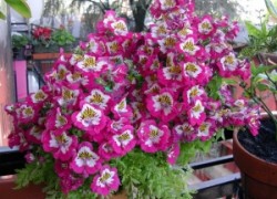 Схизантус – орхидея бедняков