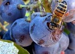 Вредят ли пчелы винограду?