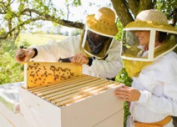 Домашнее пчеловодство