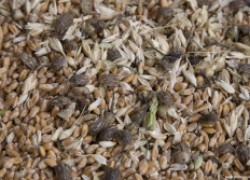 Как сохранить урожай пшеницы в сельских условиях