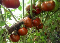 Мои суперсекреты выращивания томатов приносят богатый урожай