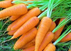Мой секрет получения суперурожая моркови