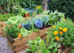 Растения-спутники – полезное соседство овощей