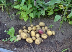 6 суперсоветов для выращивания картофеля