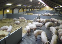 Строительство свиноферм на Крайнем Севере будет субсидировано