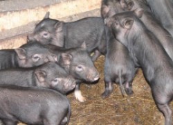 Сергей БРОННИКОВ: «Занимаюсь выращиванием вьетнамских вислобрюхих свиней и нисколько об этом не жалею»