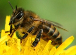 Про пчел и опыление