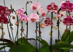 Как заставить орхидею фаленопсис «родить деток»