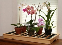 Возможно ли спасти мою орхидейку?