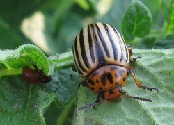 Защита баклажанов от колорадского жука