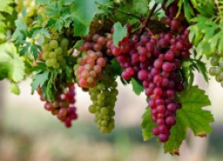 Несколько приемов для хорошего опыления винограда