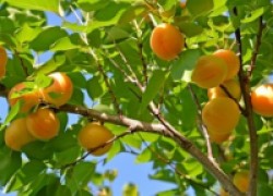 Как добиться плодов от абрикоса?