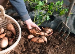 Сладкий батат: как выращивать, когда копать?