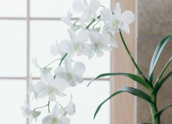 Три самых легких в уходе орхидеи