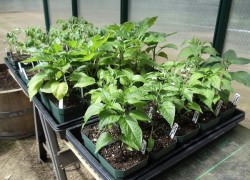 Особенности выращивания рассады перцев и баклажанов