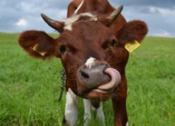 Лейкоз у коровы! Что делать с молоком?