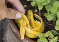 Зачем рассаде бананы? Подкормка банановым настоем