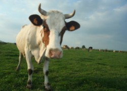 Как усмирить драчливую корову