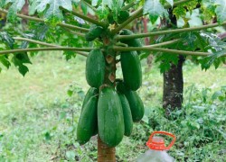 Подарили семена папайи – буду выращивать дынное дерево