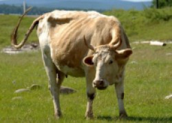 Можно ли делать прививки и брать кровь у стельной коровы? 