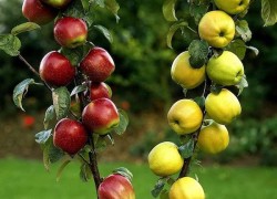 Семейная многосортовая яблоня