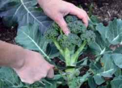 8 секретов отличного урожая брокколи