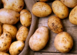 Как выращивают картошку в Финляндии