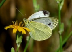 Берегись: бабочка белянка