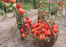 Зачем нужно раздевать помидоры догола?