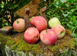 Пять проверенных сортов яблони для московской области