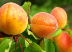 Как ухаживать за абрикосом, чтобы каждый год быть с урожаем