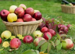 Почему не радует урожай яблочек