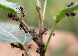 Чем убить садового муравья