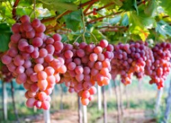 Японские сорта винограда на наших участках