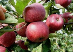 Самые необычные сорта яблонь 